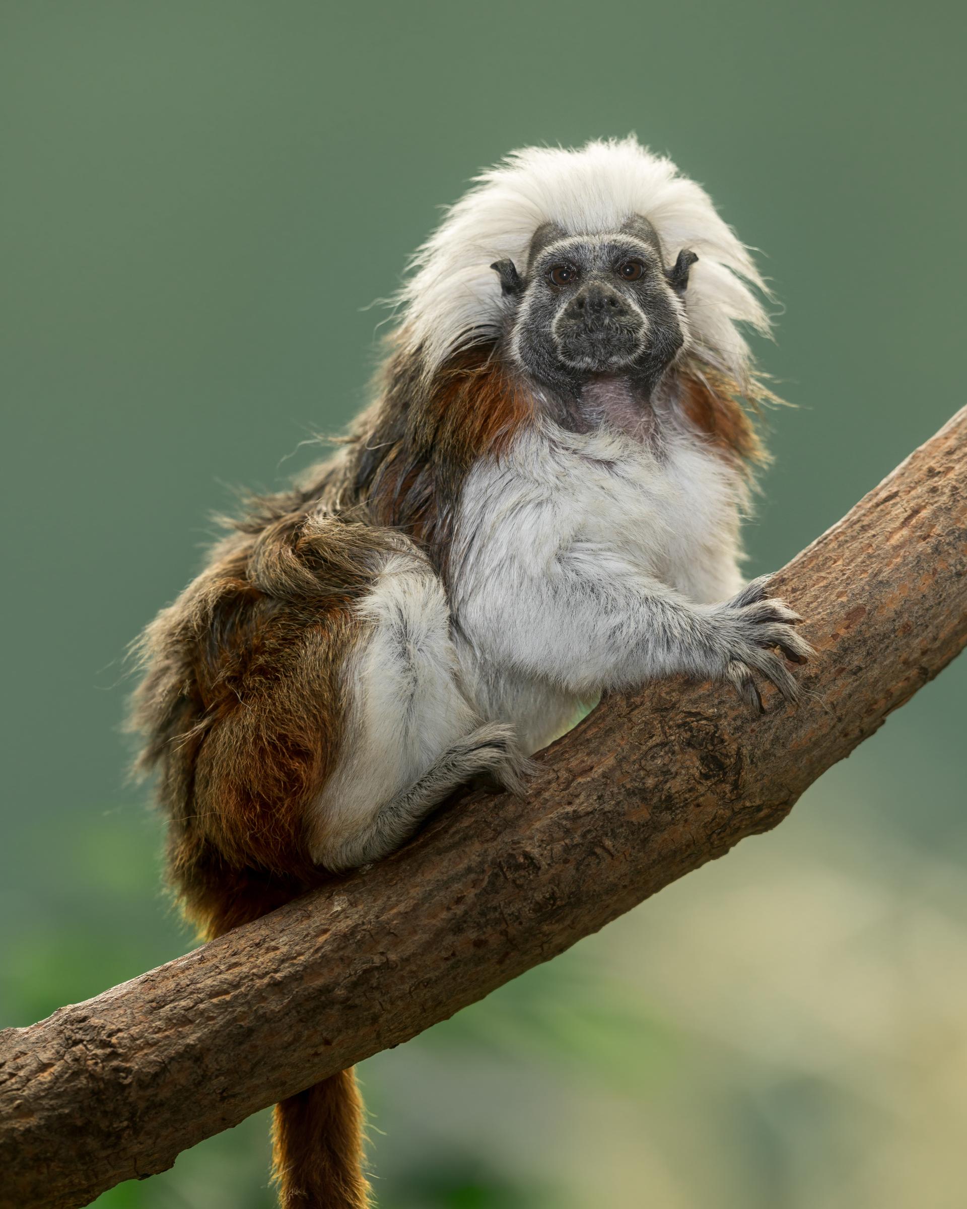 Zoopark