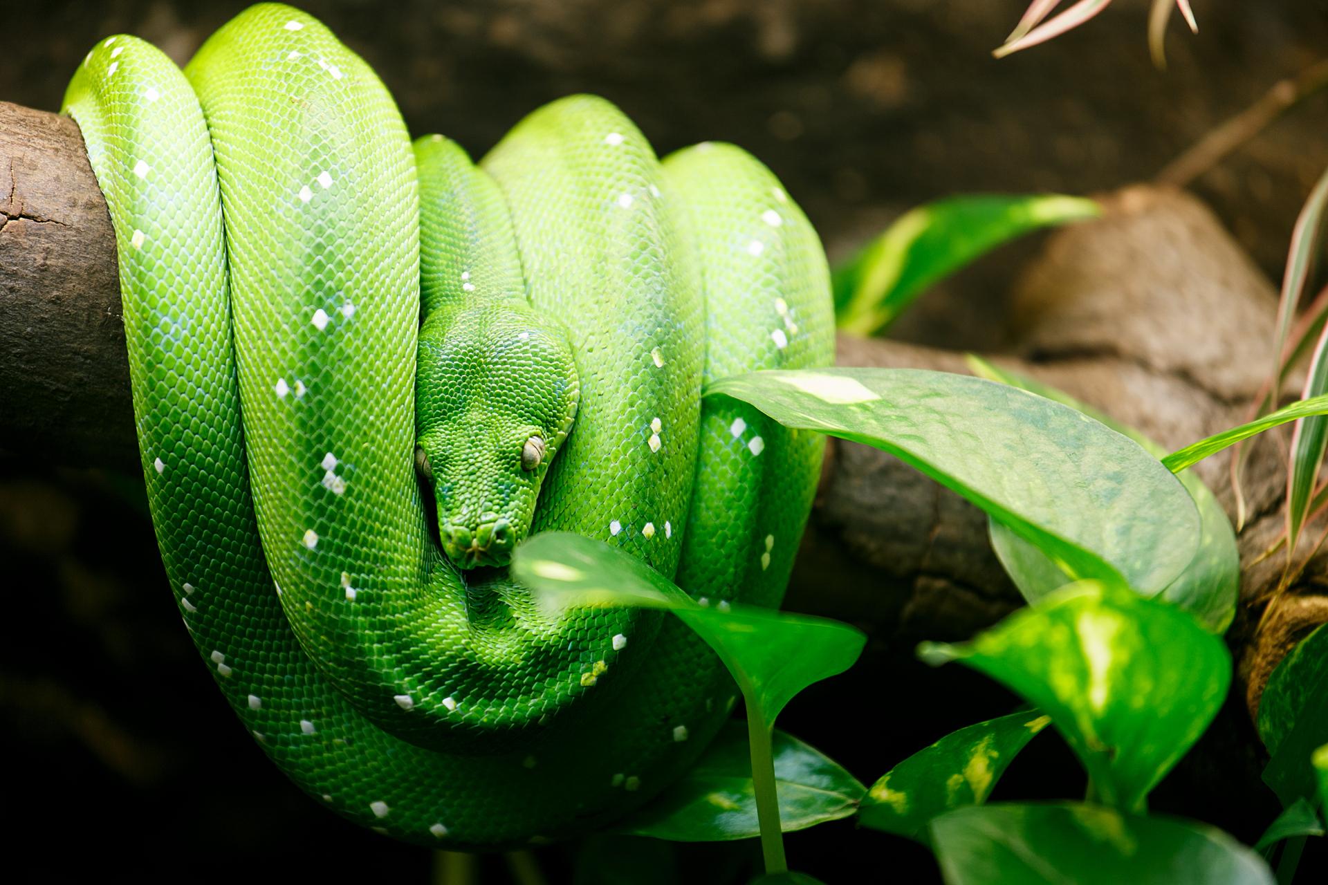 Zoopark