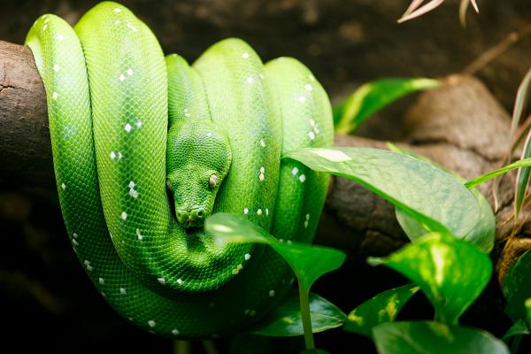 Zoopark